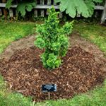 #HappyNationalTreeDay ! Today we honor and give thanks to trees by planting a new specimen tree in the garden. 
Say hello to our newly planted Cryptomeria japonica 'Black Dragon'. This cultivar differs from the species because of it's very dense and darker green needles and it's irregular pyramid shape, along with some imagination, can make it look like a rearing dragon. 
Japanese cedars are Japan's National tree and although grown often as an ornamental tree,  these trees are very economically valuable.  Their wood can be used in many projects from houses to the furniture inside, with a bonus of a pleasent fragrance.  Many of their qualities are similar to why we enjoy and appreciate the Cedars here on this side of the Pacific Rim. 
Thanks to all trees for what you give and provide to all other living things. #truegreatness
#SayTrees #moretreesplease #treeoflife  #treeyourself #tofinobotanicalgardens #ilovetrees #ilovetheforest #greenspace #planted #happynationalforestweek