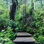 Happy #NationalForestWeek ! Take time to learn about, celebrate and thank the forests. Take a walk, plant a tree and appreciate all the things you own made of wood.
#ForestFact : Tofino's Temperate Rainforest is managed by wind (not fire) The strong winds bring trees down to lay on the forest floor, creating opportunities for new plants to grow on the fallen trees slightly higher surface. Being closer to the light allows the new plants to outcompete most plants that would grow without the extra height, nutrients and other advantages that a nurse log provides.
#TreeFact : Trees grow at different rates.  The fastest growing tree in Canada is a hybrid poplar (Populus deltoids x P. Nigra), growing 5-8 feet in a year.  The fastest growing tree in the world is The Empress tree (Paulownia tomentosa) growing an incredible 6 meters in its first year. 
#SayTrees! #moretreesplease