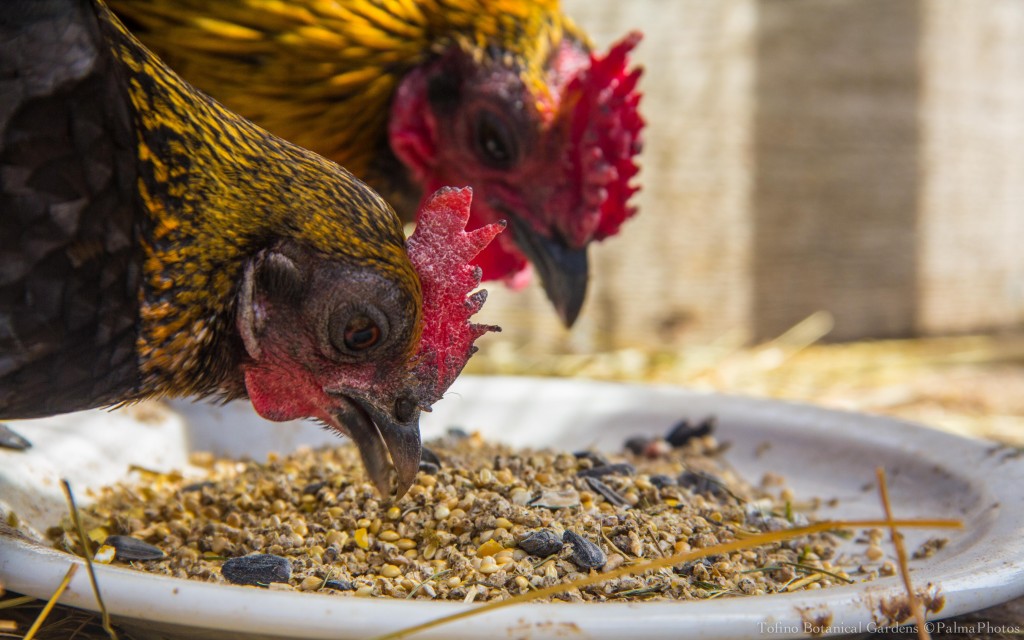 Tofino Botanical Gardens - Animals-19