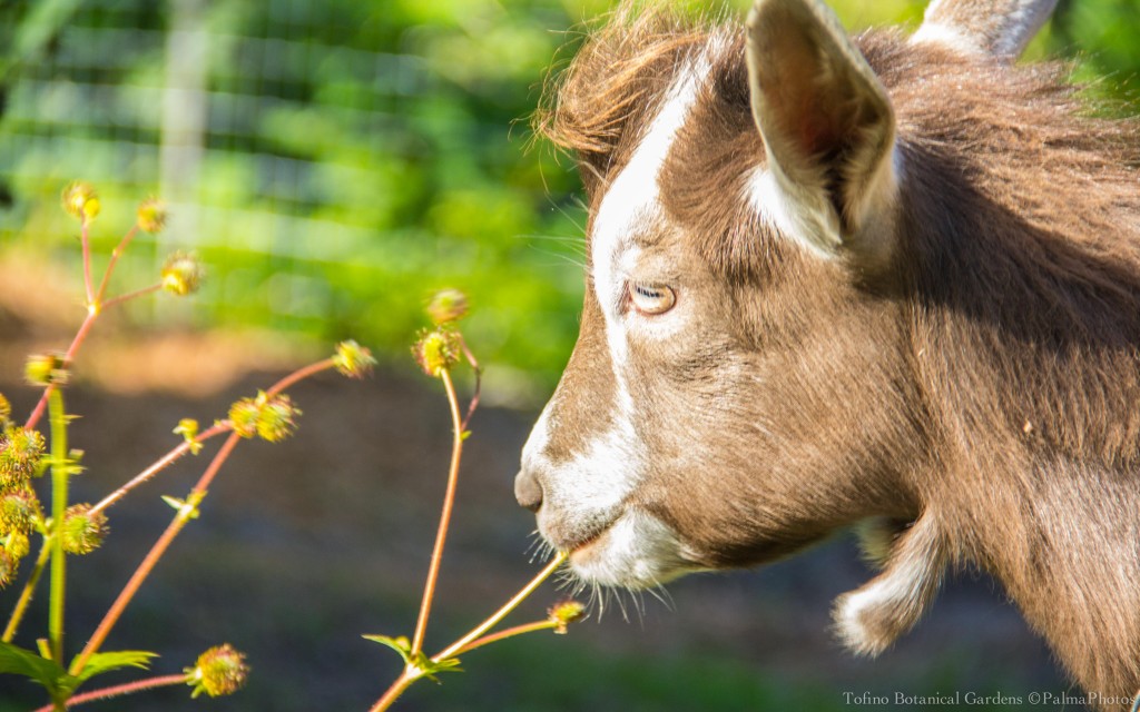 Tofino Botanical Gardens - Animals-6