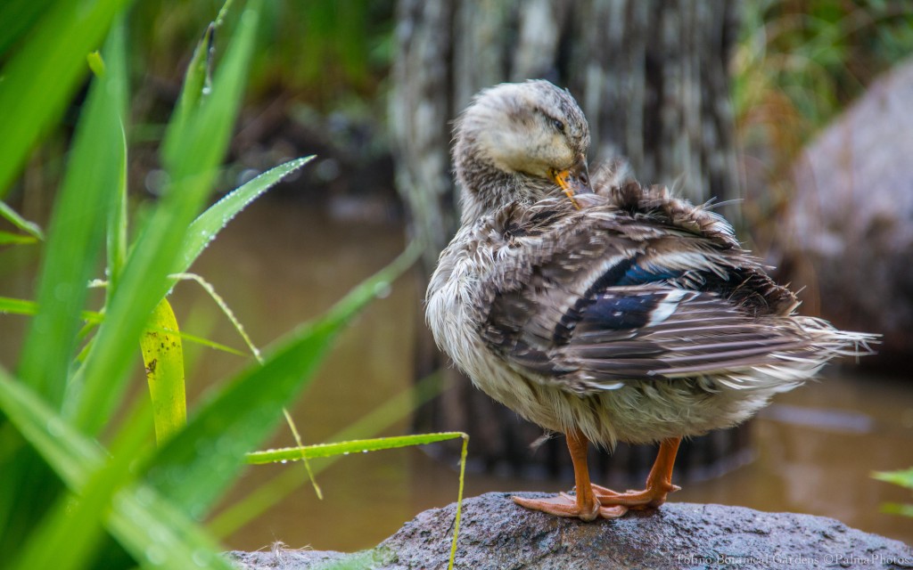 Tofino Botanical Gardens - Animals-7