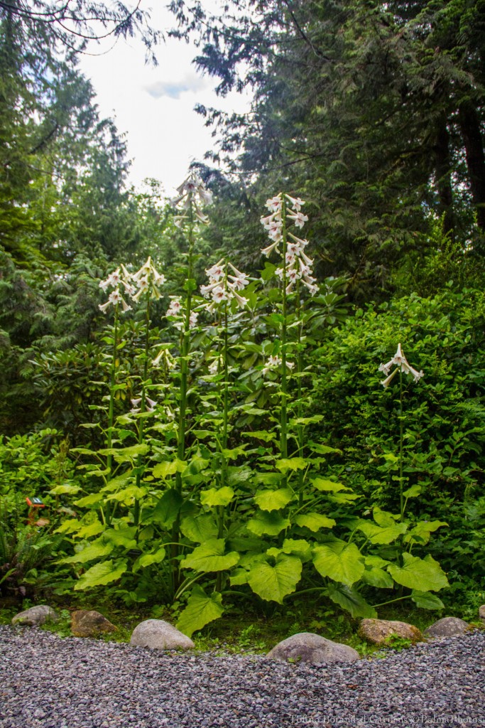 Tofino Botanical Gardens - Gardens-27