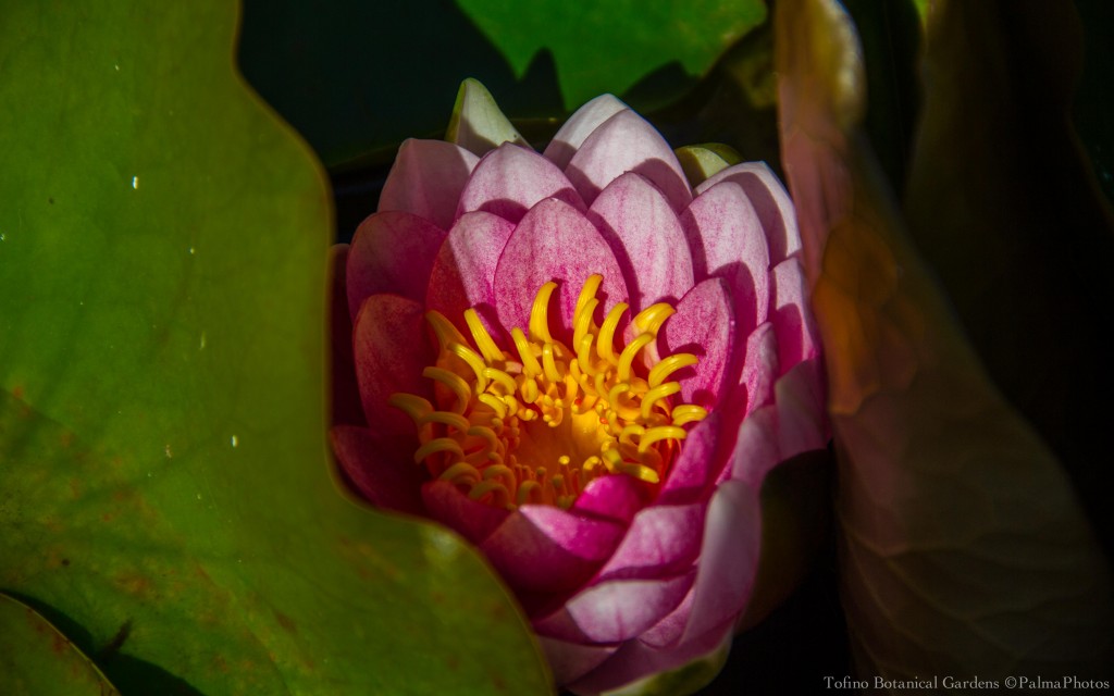 Tofino Botanical Gardens - Gardens-39