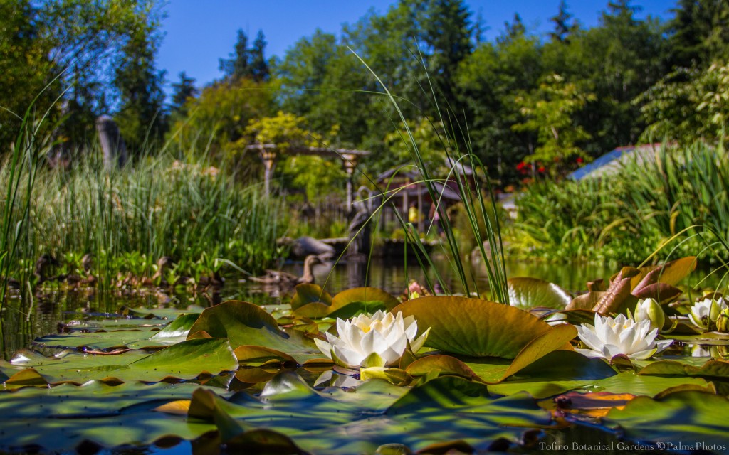 Tofino Botanical Gardens - Gardens-41