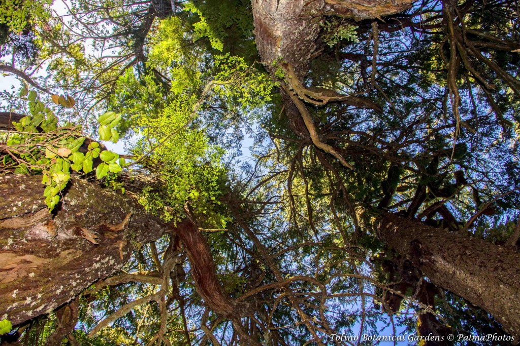 Tofino Botanical Gardens - Gardens-77