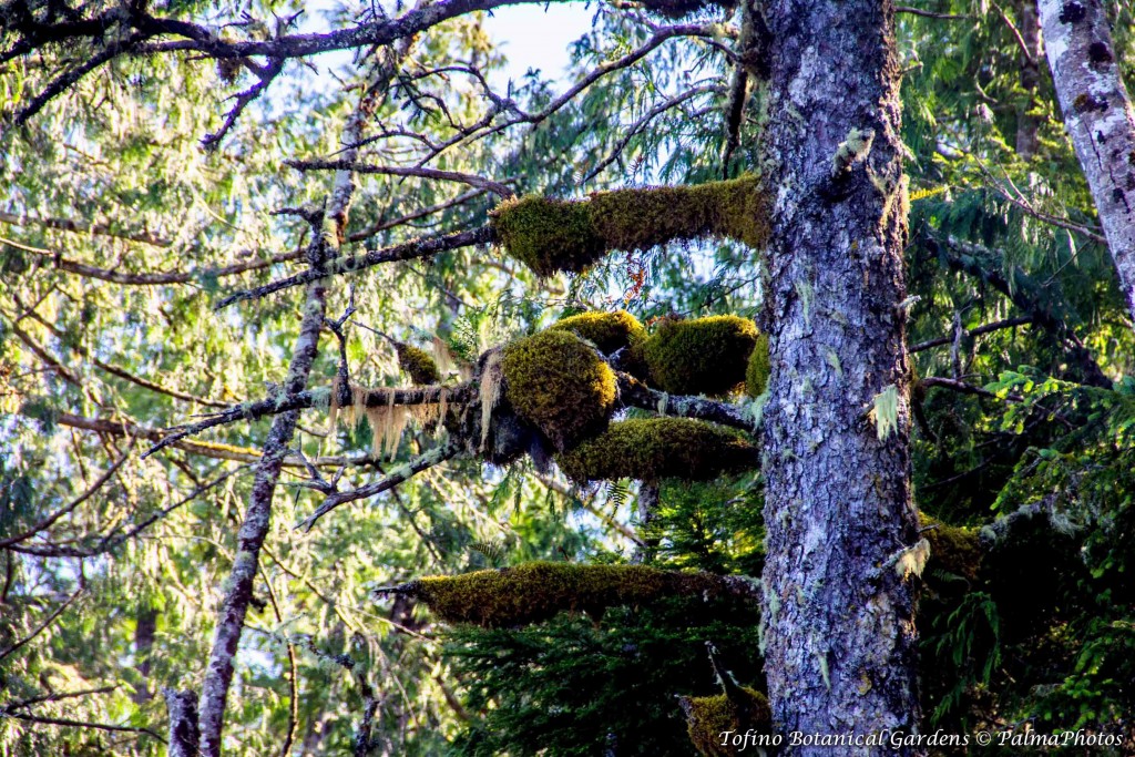 Tofino Botanical Gardens - Gardens-78