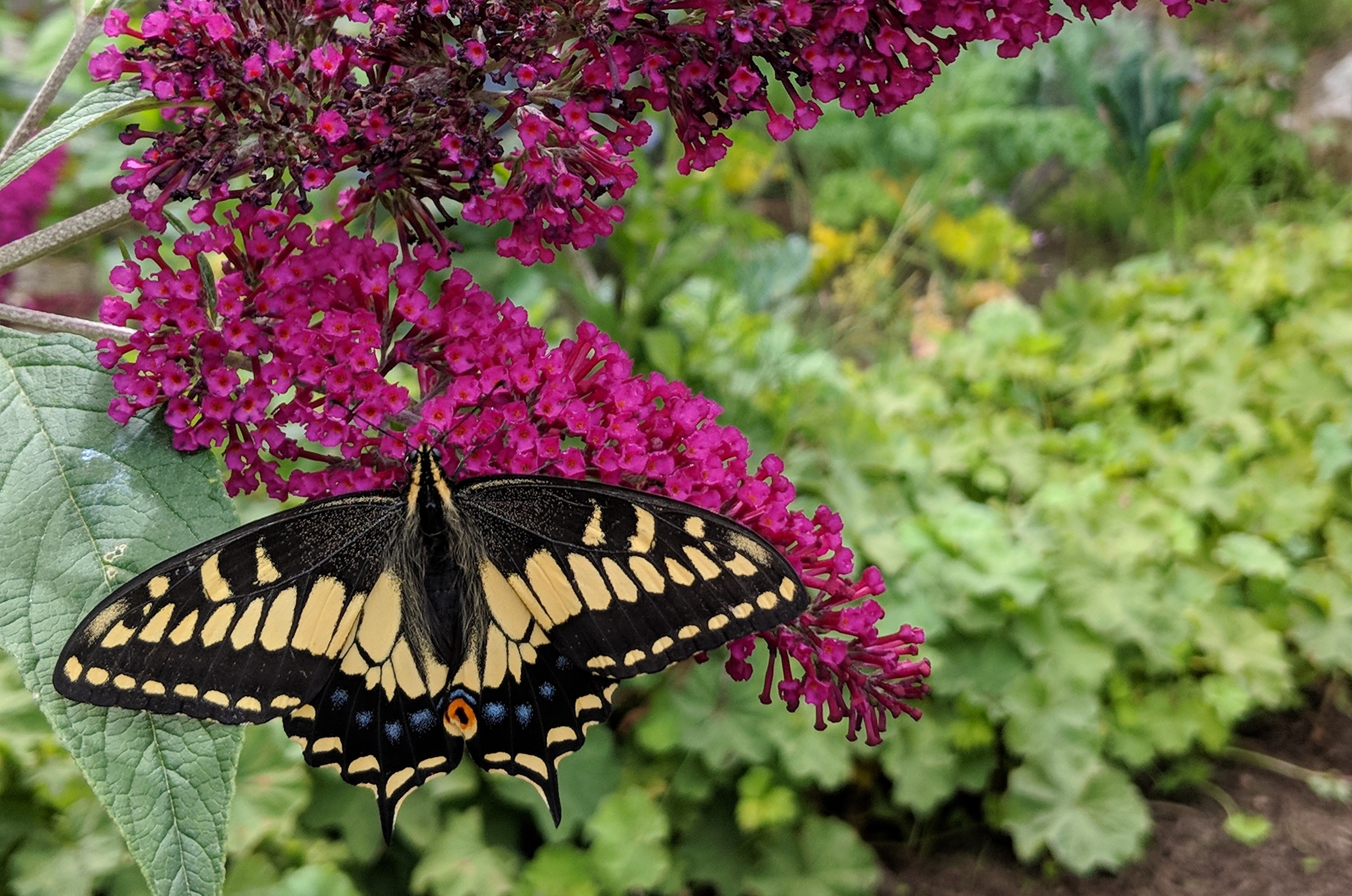 Tofino Botanical Gardens
